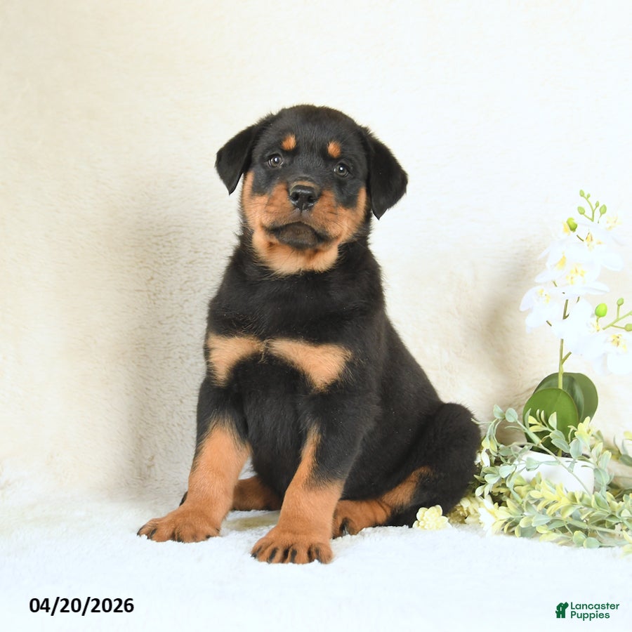 Rottweiler dogs Cody - Ad 1