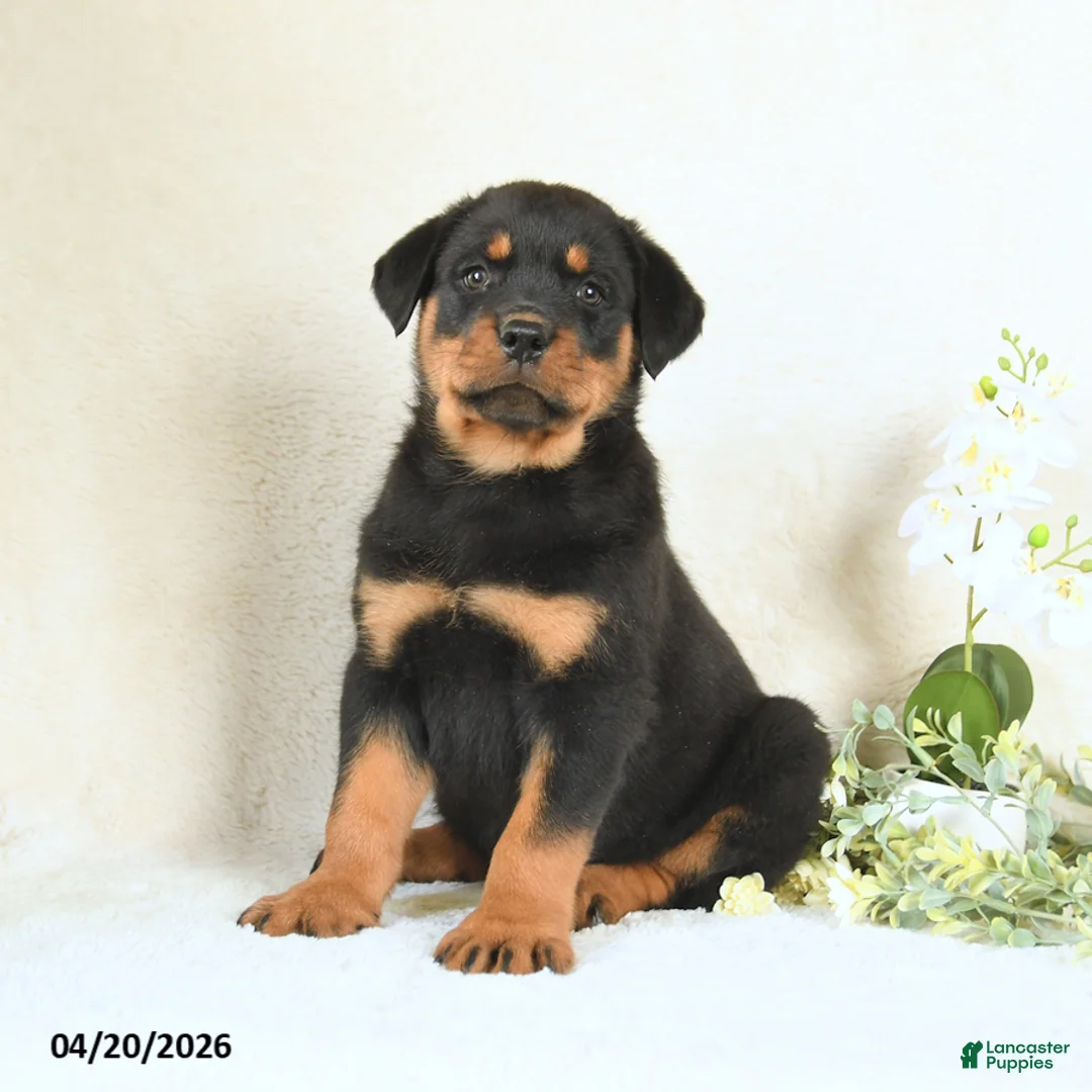 Rottweiler dogs for sale: Cody - Ad 1