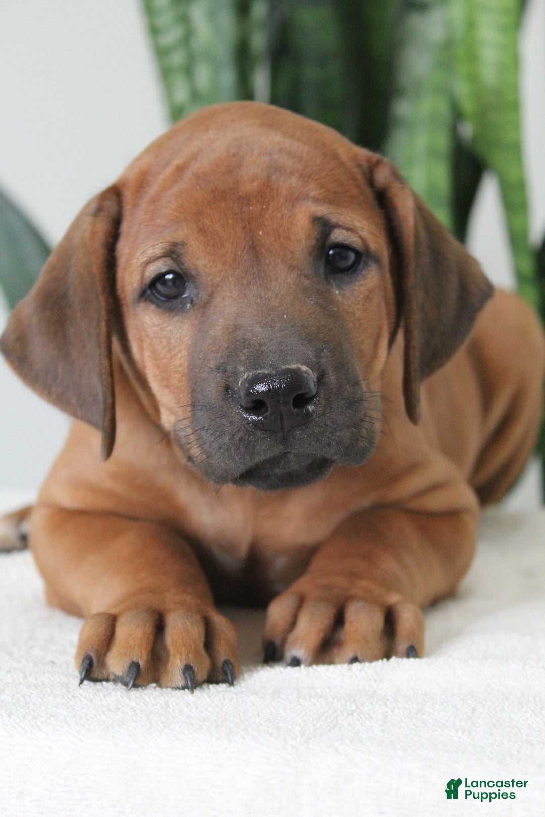 Rhodesian Ridgeback dogs for sale: Rhodesian Ridgeback Puppy 4 - Ad 2