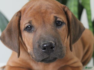 Rhodesian Ridgeback dogs Rhodesian Ridgeback Puppy 4 - Ad 4