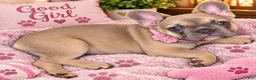 French Bulldog dogs for sale: Bella– Tri Lilac Tan - Ad 1