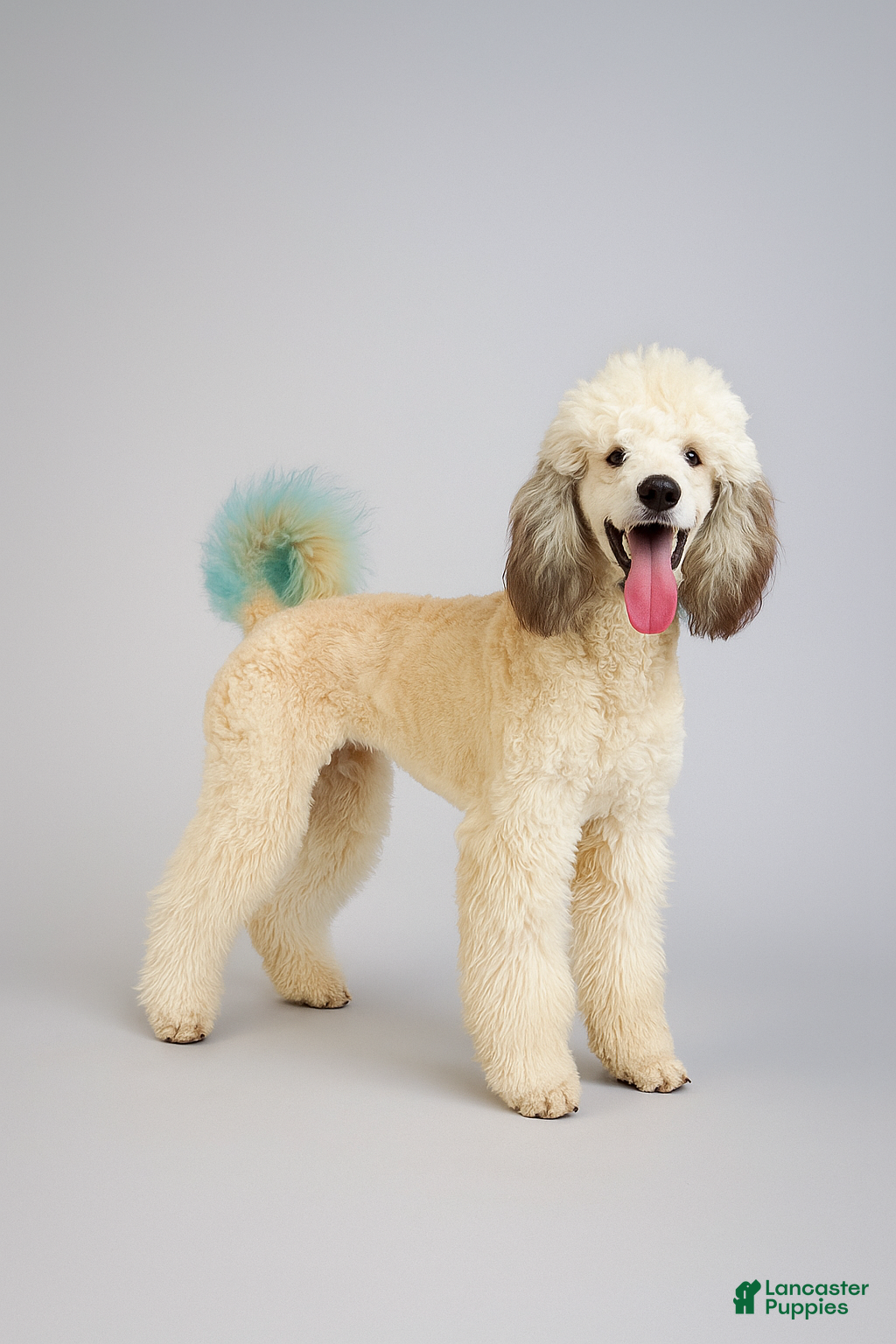 Standard Poodle dogs Diego - AKC - Ad 1