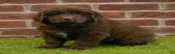 Newfoundland dogs for sale: Katie - Ad 2