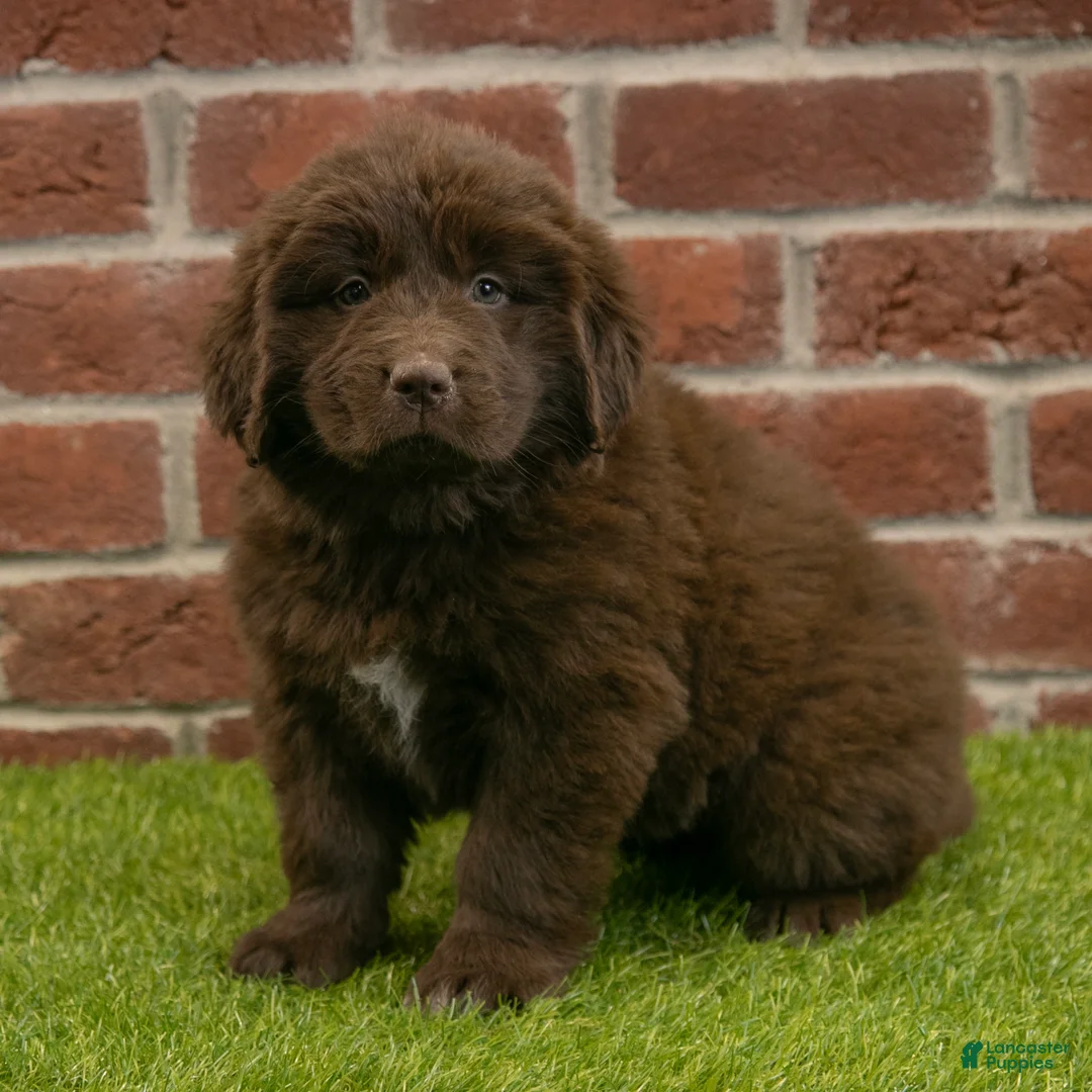 Newfoundland dogs for sale: Katie - Ad 2