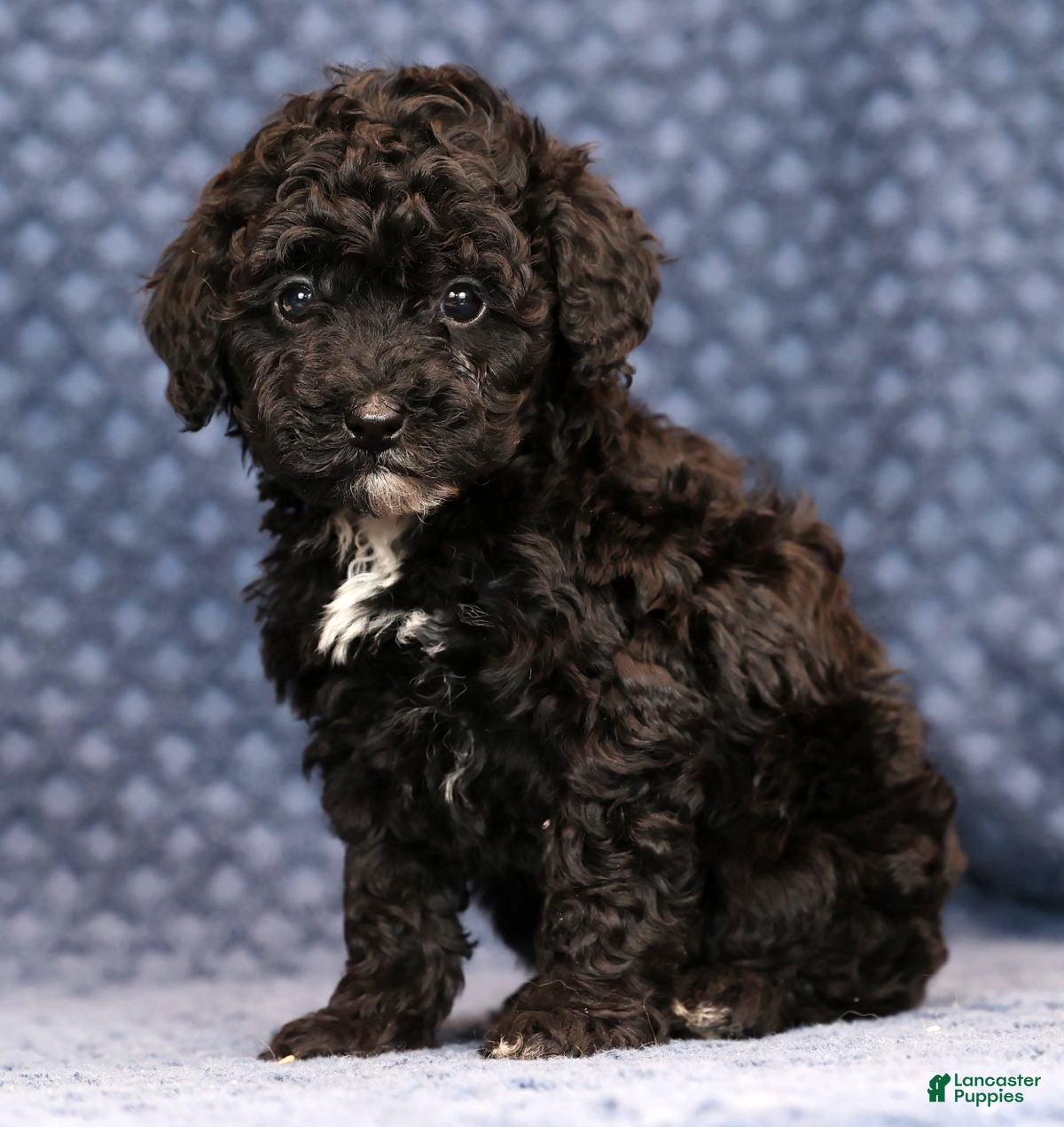 Miniature Poodle dogs Freeman - Ad 34