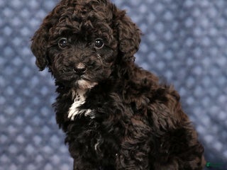Miniature Poodle dogs Freeman - Ad 39