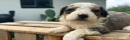 Mini Bernedoodle dogs for sale: Clementine - Ad 3