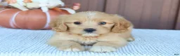 Mixed Breed dogs for sale: Daisy - Ad 4