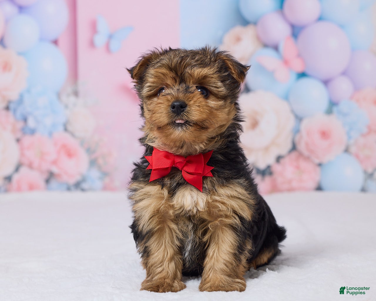 Yochon dogs Teddy - Ad 1