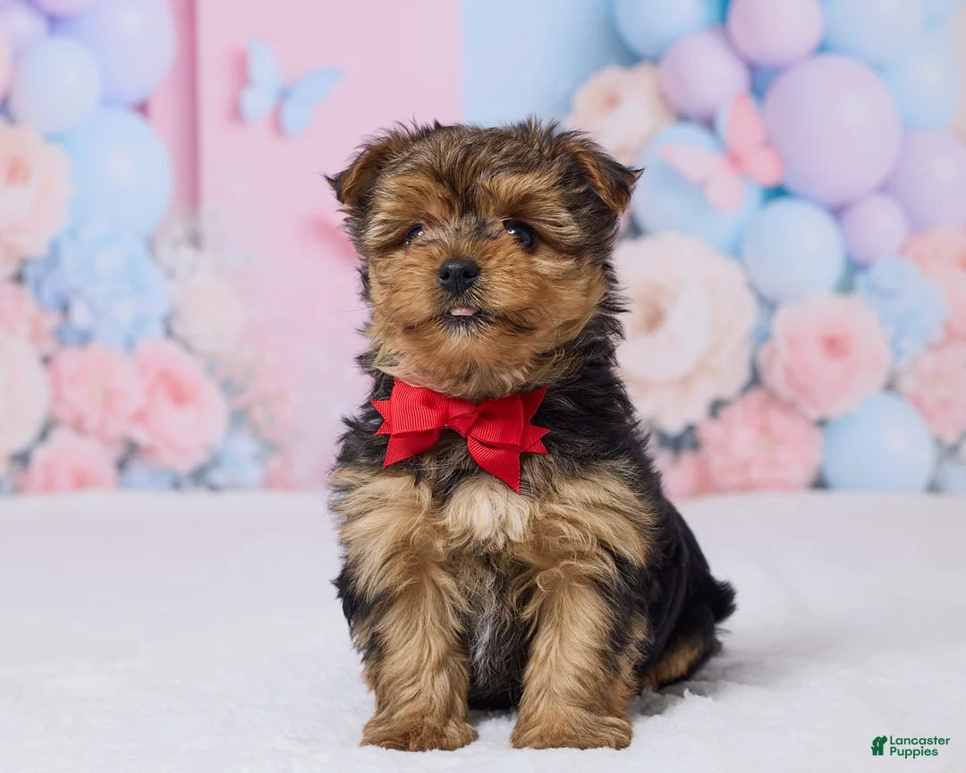 Yochon dogs for sale: Teddy - Ad 1