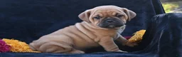 Mixed Breed dogs for sale: Ann - Ad 4