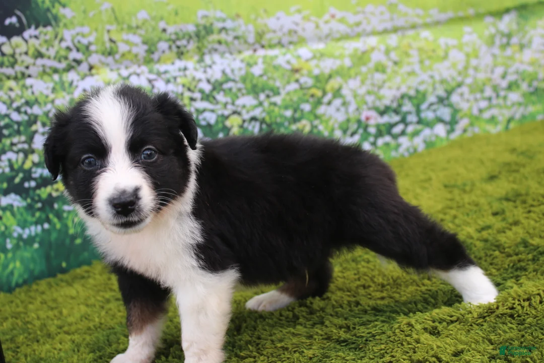 Australian Shepherd dogs for sale: Louie - Ad 1