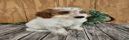 Mini Goldendoodle dogs for sale: Archie - Ad 21