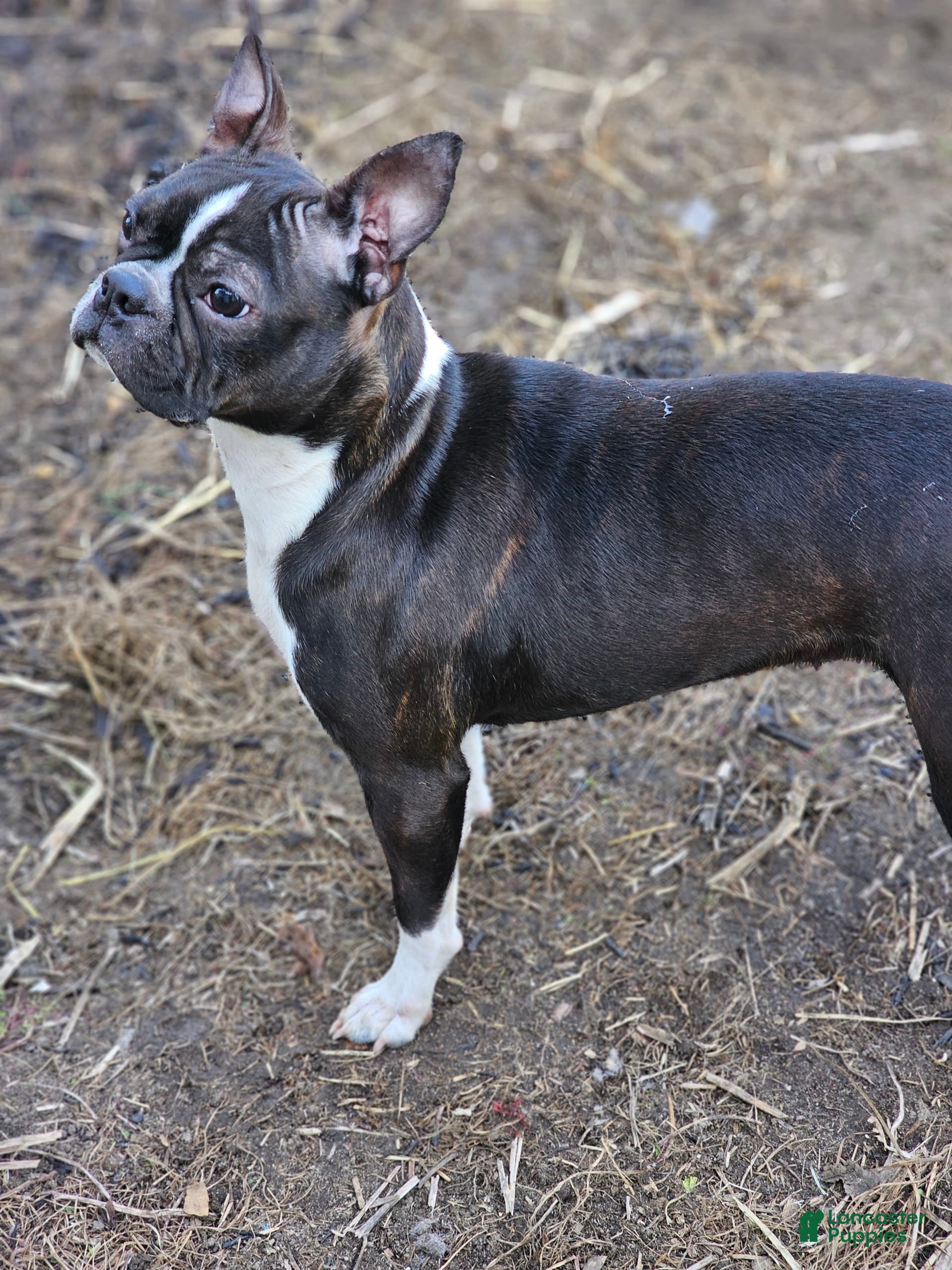 Purebred Brindle Boston Terrier Shop Male Boston Terrier For Sale