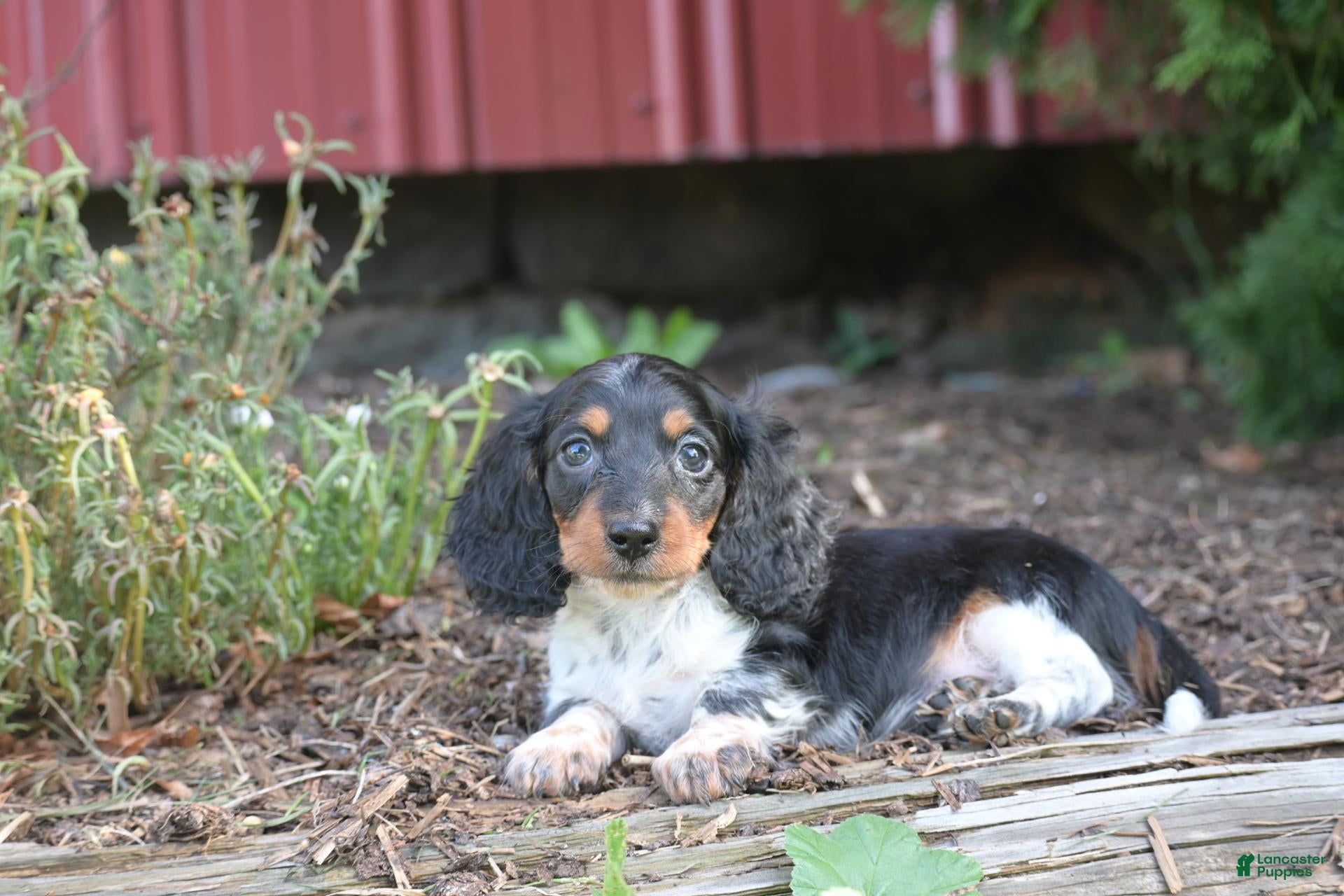 Miniature Dachshund dogs Bella - Ad 1