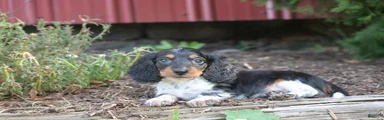 Bella