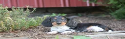 Miniature Dachshund dogs for sale: Bella - Ad 1