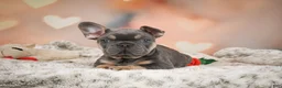 French Bulldog dogs for sale: Aaron - Ad 3