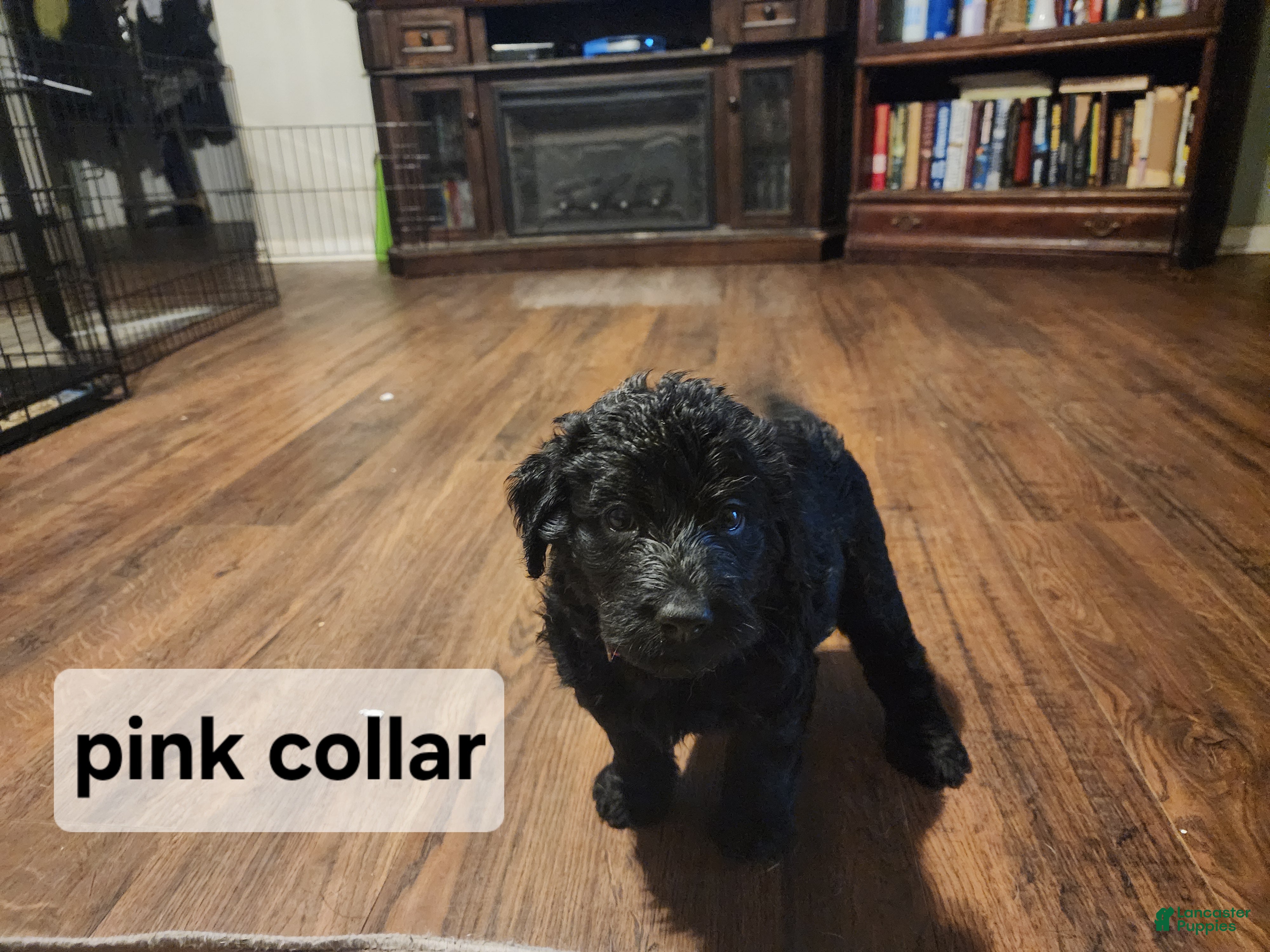 Labradoodle dogs Labradoodle pink collar - Ad 2