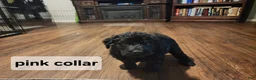 Labradoodle dogs for sale: Labradoodle pink collar - Ad 6