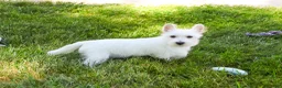 West Highland Terrier dogs for sale: Quincey  - Ad 6