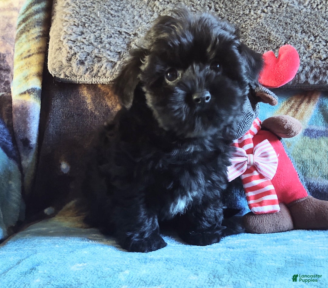 Maltipoo dogs for sale: Rosepop - Ad 1