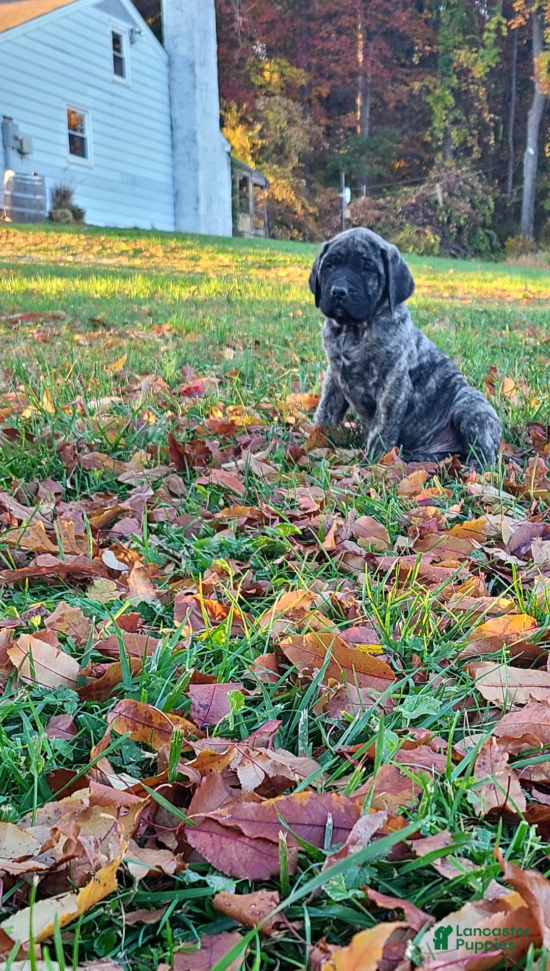 English Mastiff dogs for sale: Theo - Ad 1