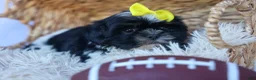 Shih Tzu dogs for sale: SASHA - Ad 11