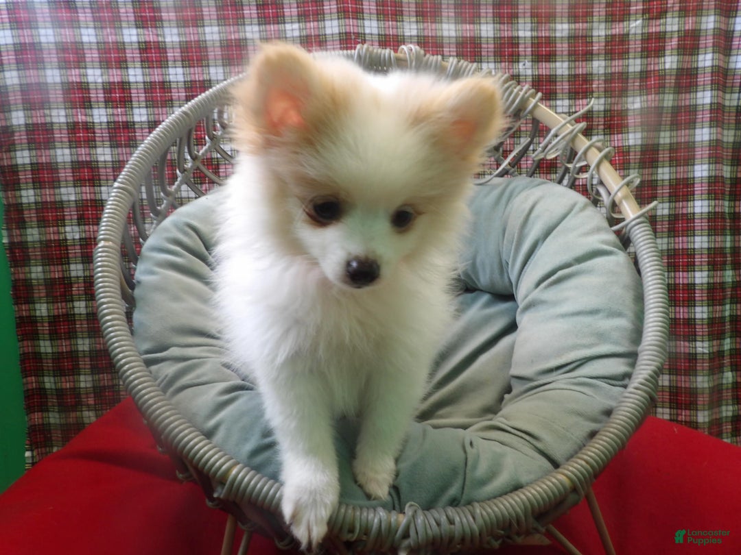 Pomeranian Puppies for sale in New Jersey Lancaster Puppies