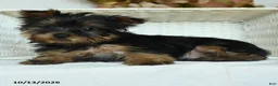 Yorkshire Terrier dogs for sale: Tojo - Ad 4