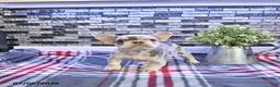 French Bulldog dogs for sale: Frankie - Ad 5