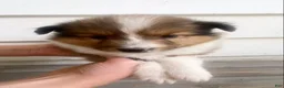 Shetland Sheepdog dogs for sale: Leif  - Ad 25