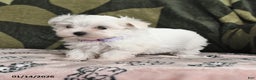 Maltese dogs for sale: Ida - Ad 4