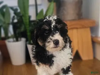Mini Bernedoodle dogs Max - Ad 38