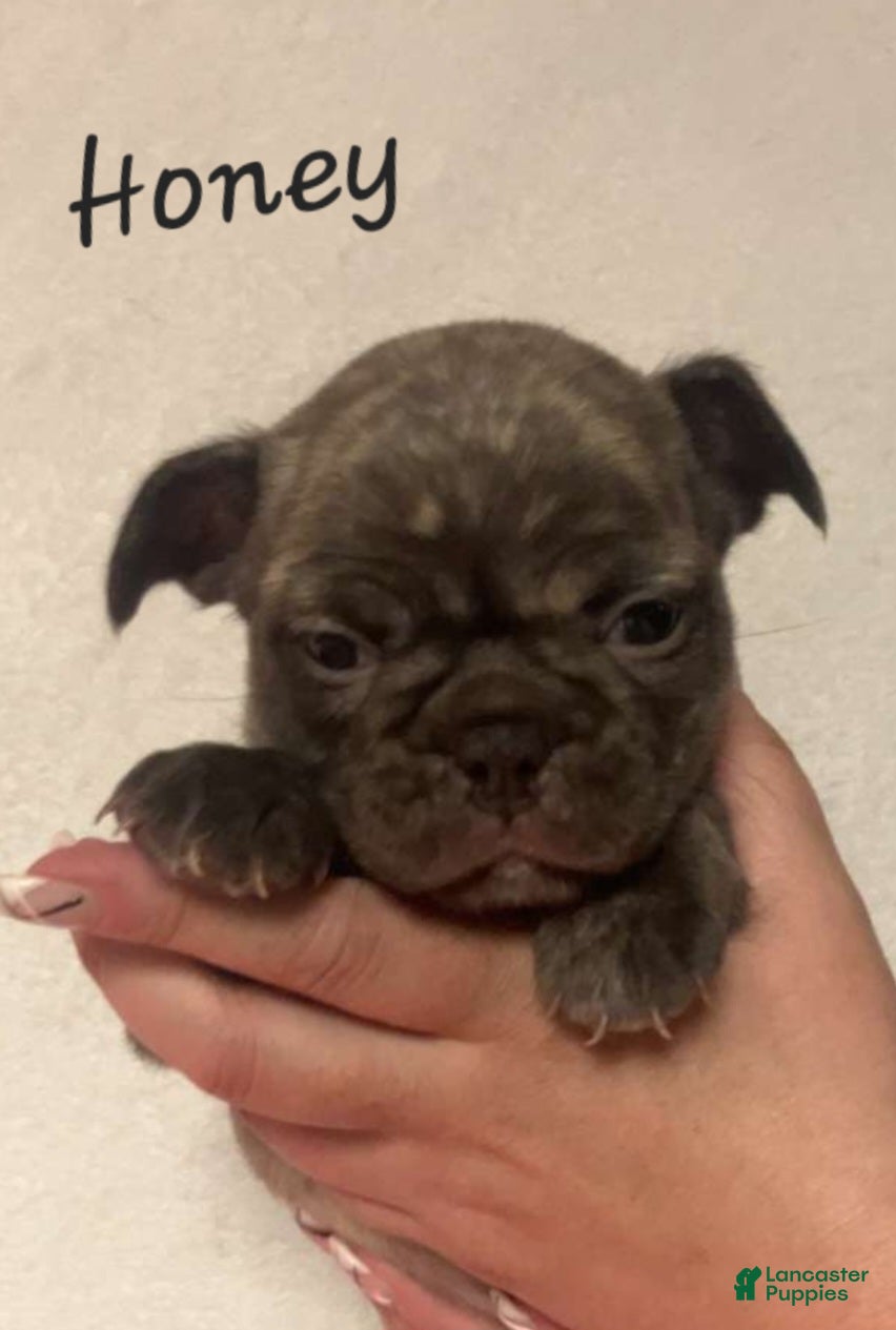 French Bulldog dogs Honey - Ad 2
