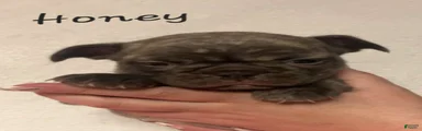 Honey