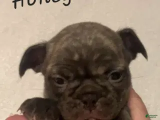French Bulldog dogs Honey - Ad 2