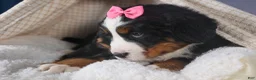 Bernese Mountain Dog dogs for sale: HANNAH - Ad 5