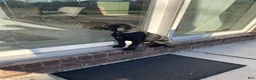 Labrador Retriever dogs for sale: Labrador Retriever 1 - Ad 7