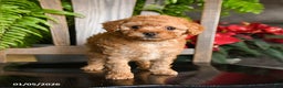 Toy Poodle dogs for sale: Wiggles - Ad 5