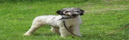 Bernedoodle dogs for sale: Lyle - Ad 6
