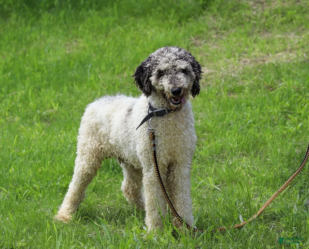 Bernedoodle dogs for sale: Lyle - Ad 6