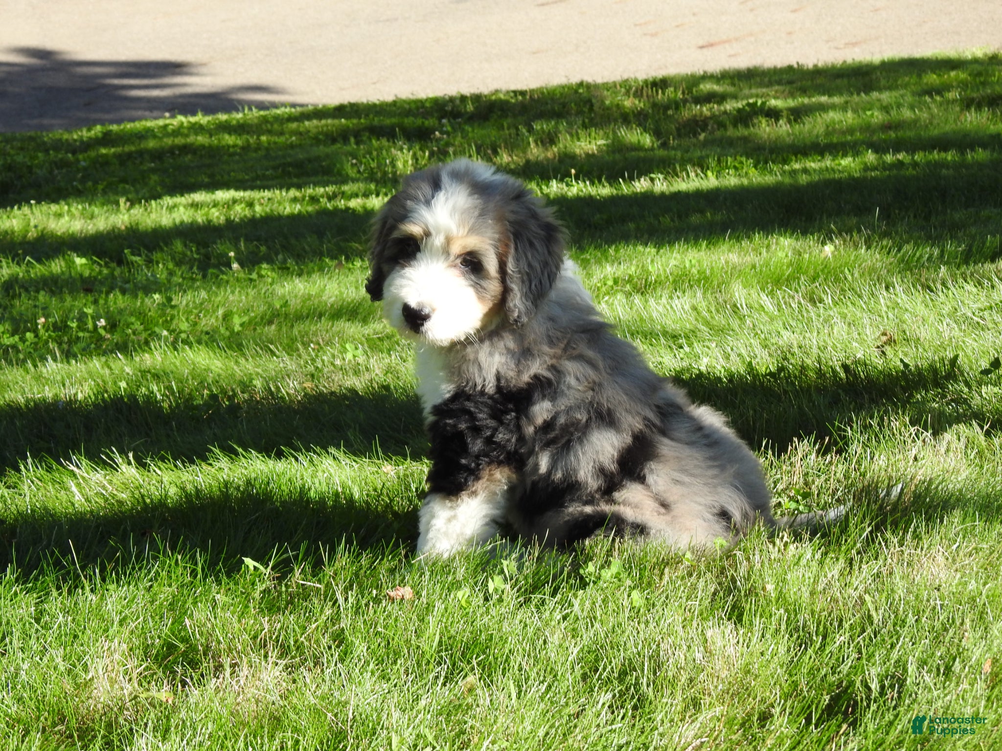 Bernedoodle dogs Bernedoodle Puppy 1 - Ad 1