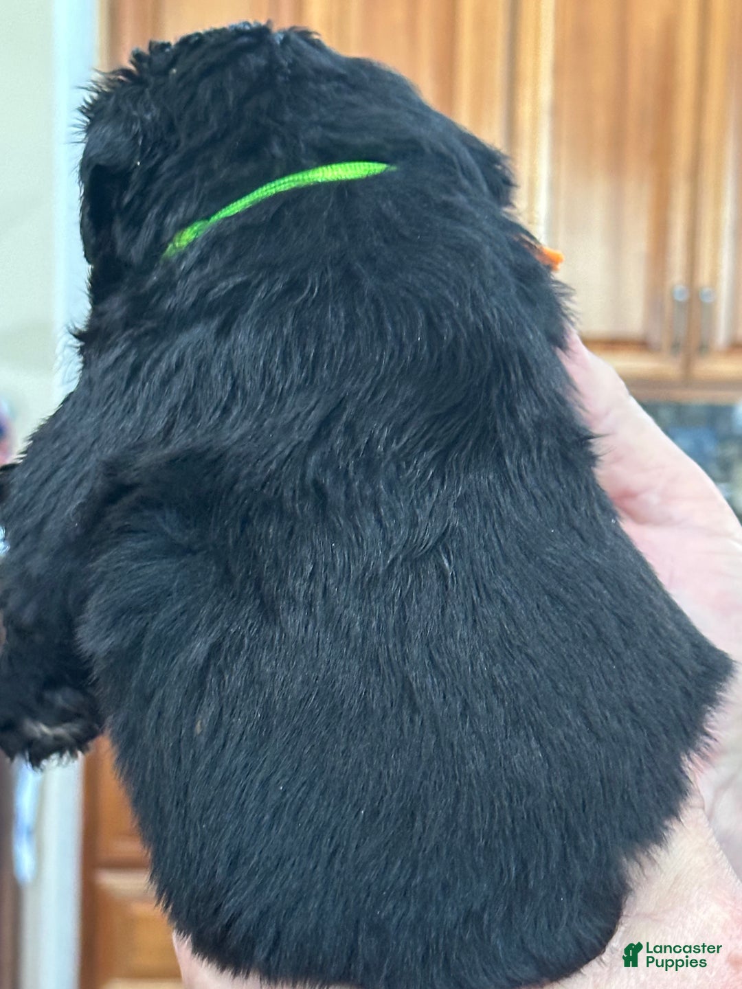 Mixed Breed dogs for sale: female # 3 English Shepherd Doodle - Ad 3