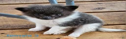 Pomeranian dogs for sale: Liberty  - Ad 6