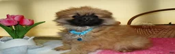 Pomeranian dogs for sale: Pomeranian Puppy 3 Celeste - Ad 3