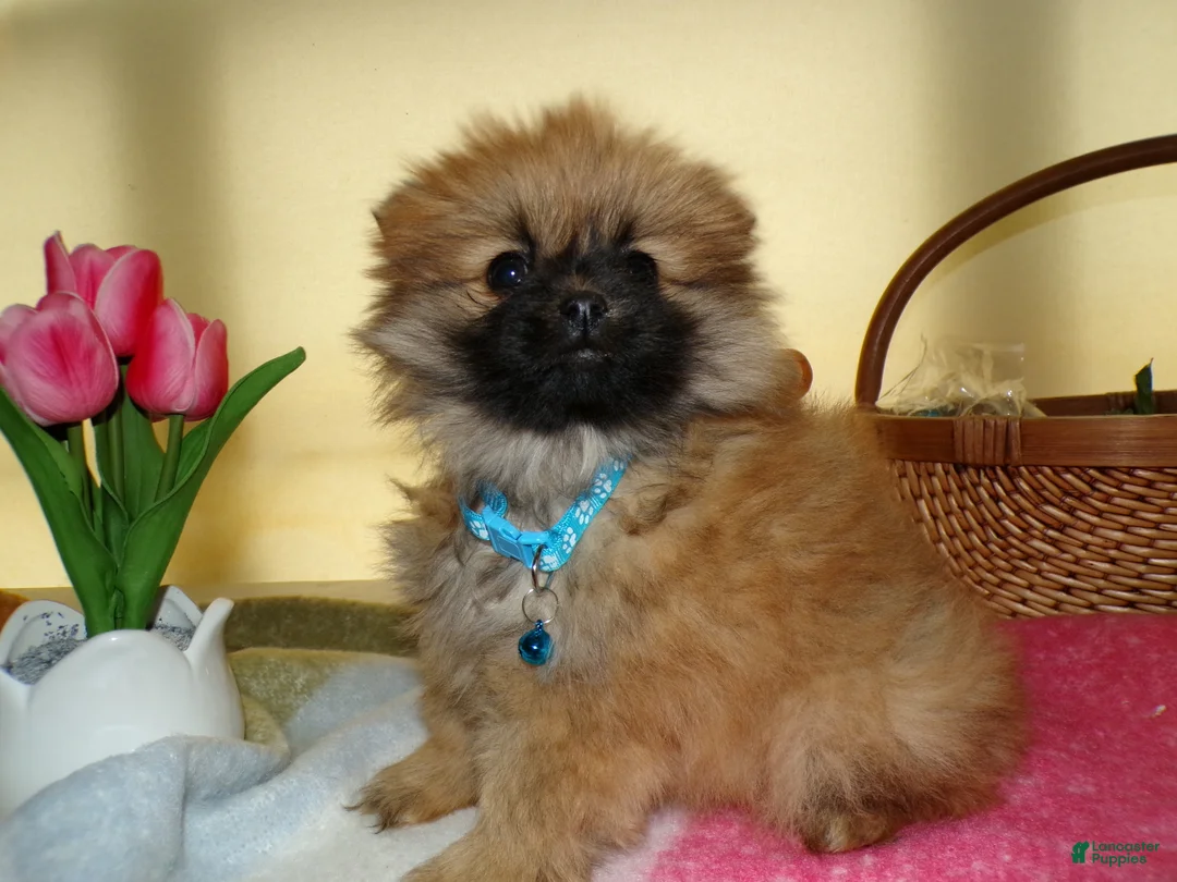 Pomeranian dogs for sale: Pomeranian Puppy 3 Celeste - Ad 3
