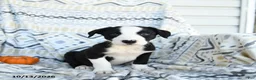 Border Collie dogs for sale: Echo - Ad 1