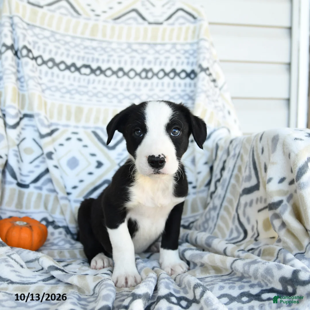 Border Collie dogs for sale: Echo - Ad 1