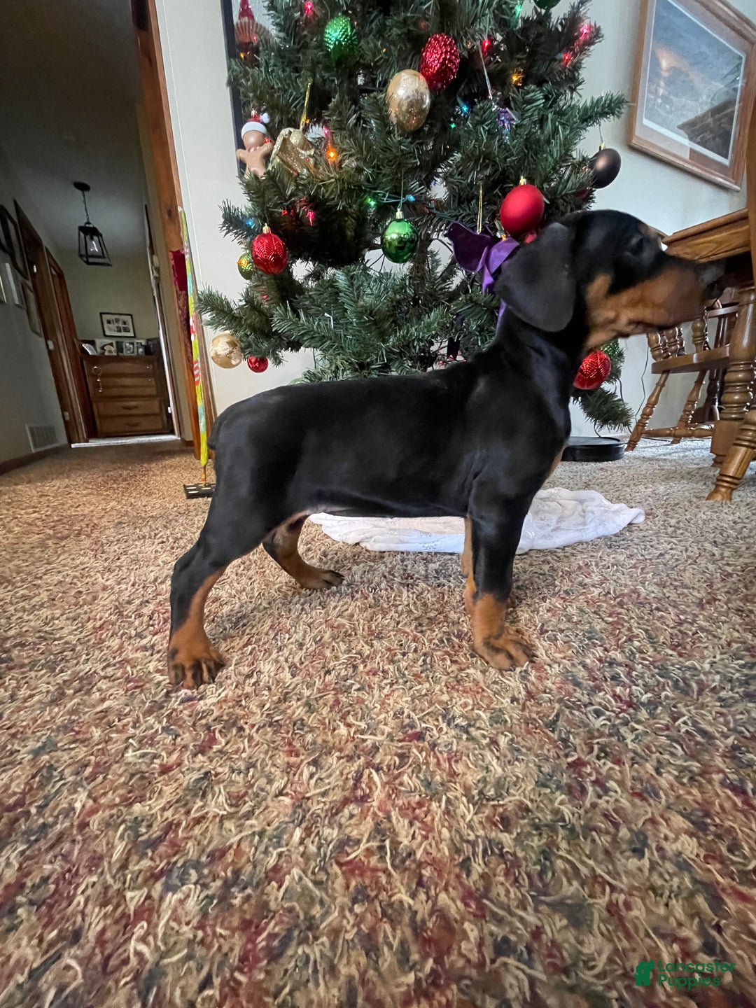 Doberman Pinscher dogs for sale: Journey - Ad 7